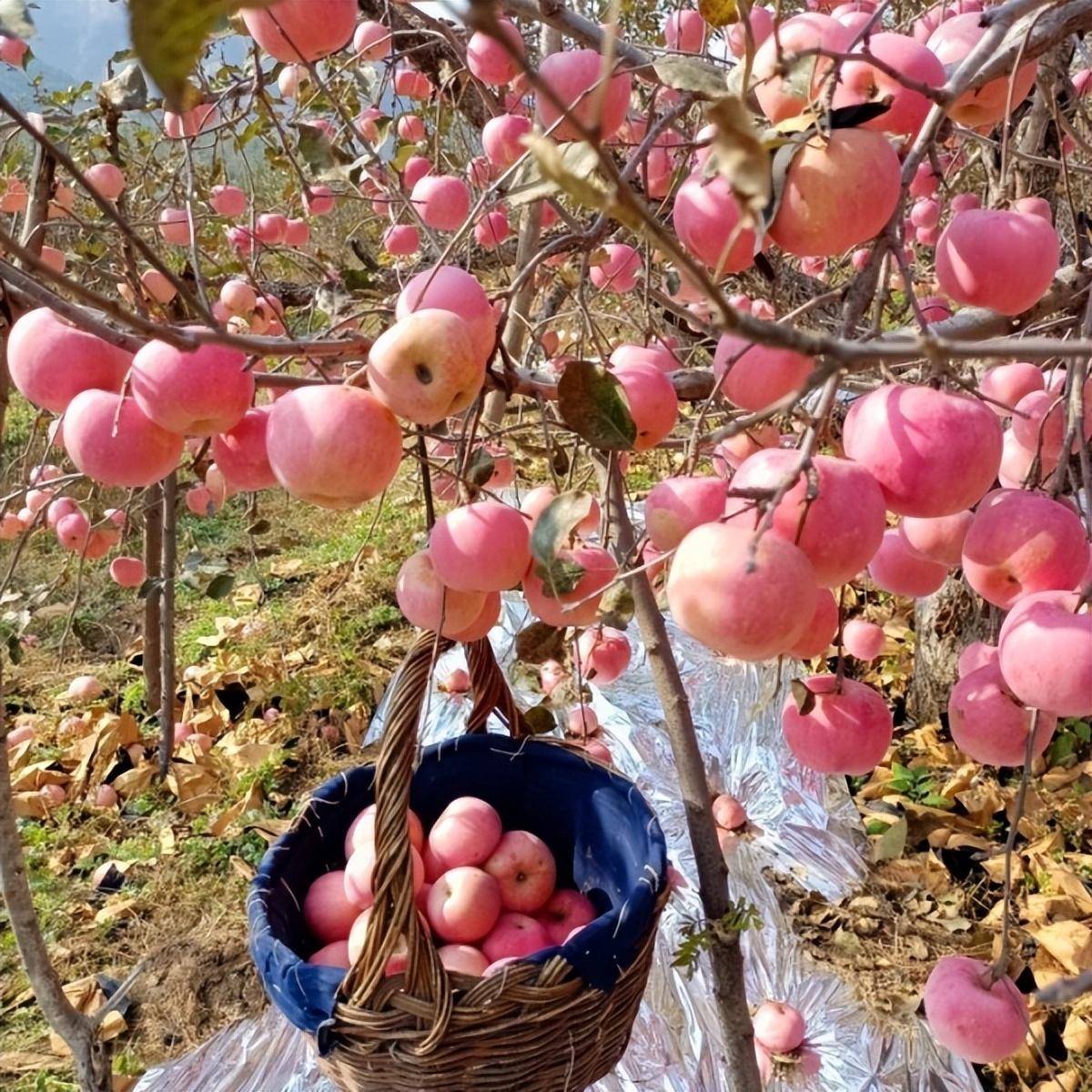 苹果优行版是什么样子的:【撸起袖子加油干 风雨无阻向前行】青龙丰果村结出“致富果”