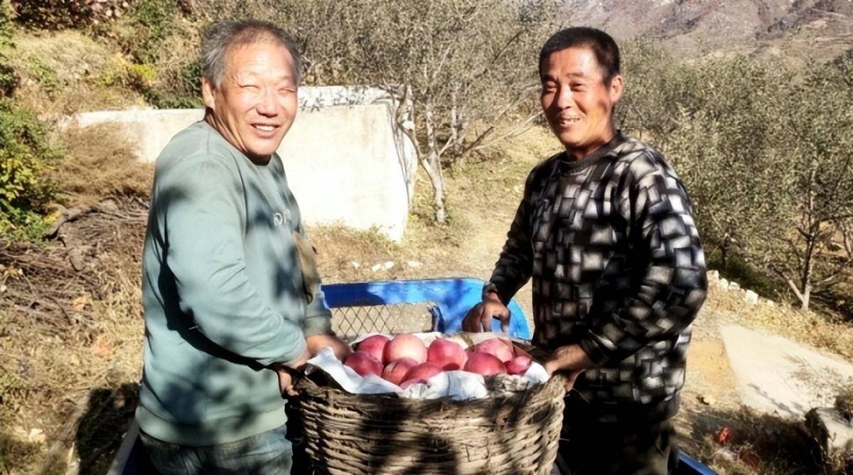 苹果优行版是什么样子的:【撸起袖子加油干 风雨无阻向前行】青龙丰果村结出“致富果”-第4张图片-太平洋在线下载