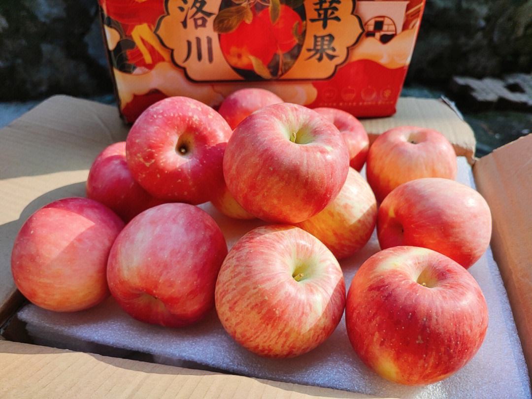 包含河南洛川苹果今日新闻的词条