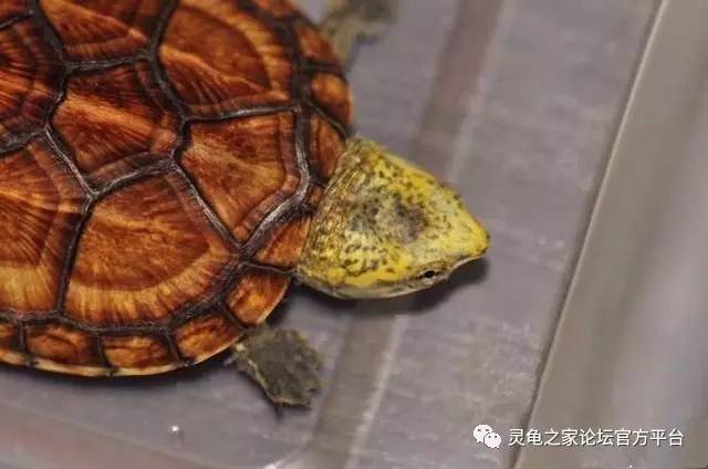 指间mud客户端终极地狱指间mud版服务端