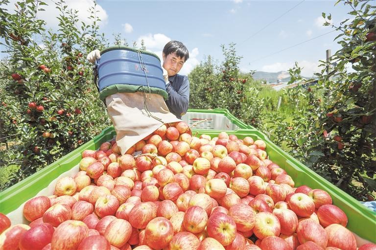 威宁县苹果厂新闻报道视频的简单介绍-第2张图片-太平洋在线下载