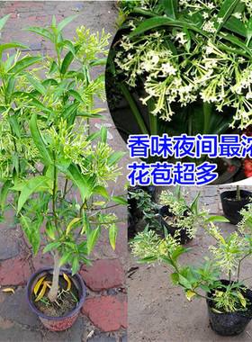 苹果版夜来香怎么下载苹果iphone日本官网入口-第2张图片-太平洋在线下载