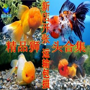 红狮供应客户端购水泥网红狮客户端