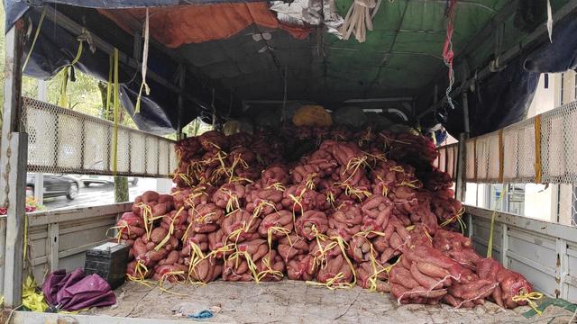 红薯客户端收入多少番茄lv3年收入是多少