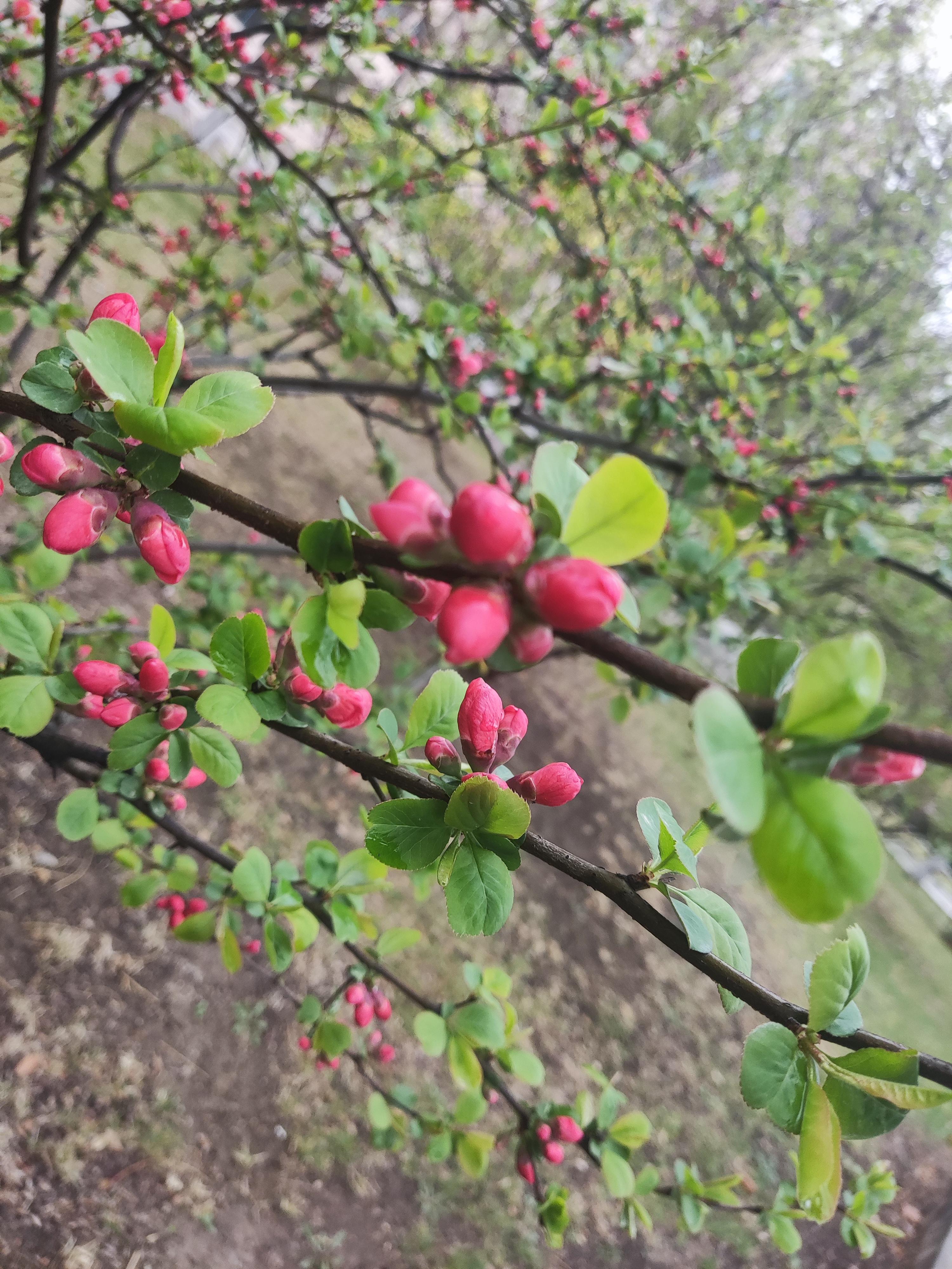 狂人版苹果手机下载植物大战僵尸正版原版下载苹果-第2张图片-太平洋在线下载
