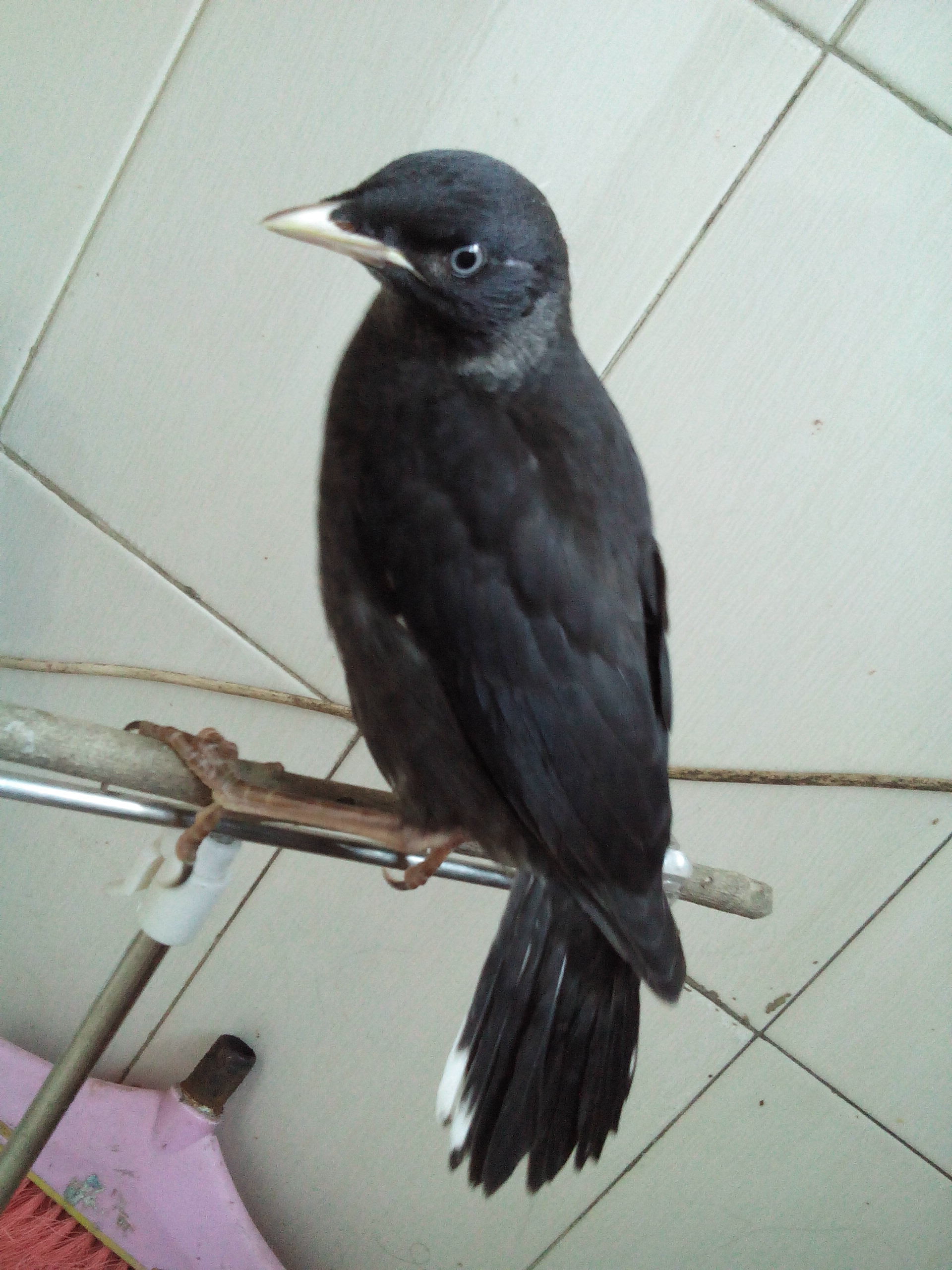 八哥电影手机版word(八哥电影手机版2022免费观看视频)-第2张图片-QuickQ官网