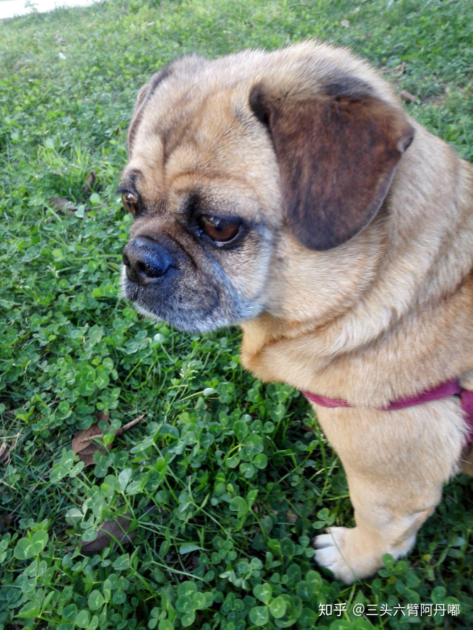 八哥电影手机版word(八哥电影手机版2022免费观看视频)-第4张图片-QuickQ官网