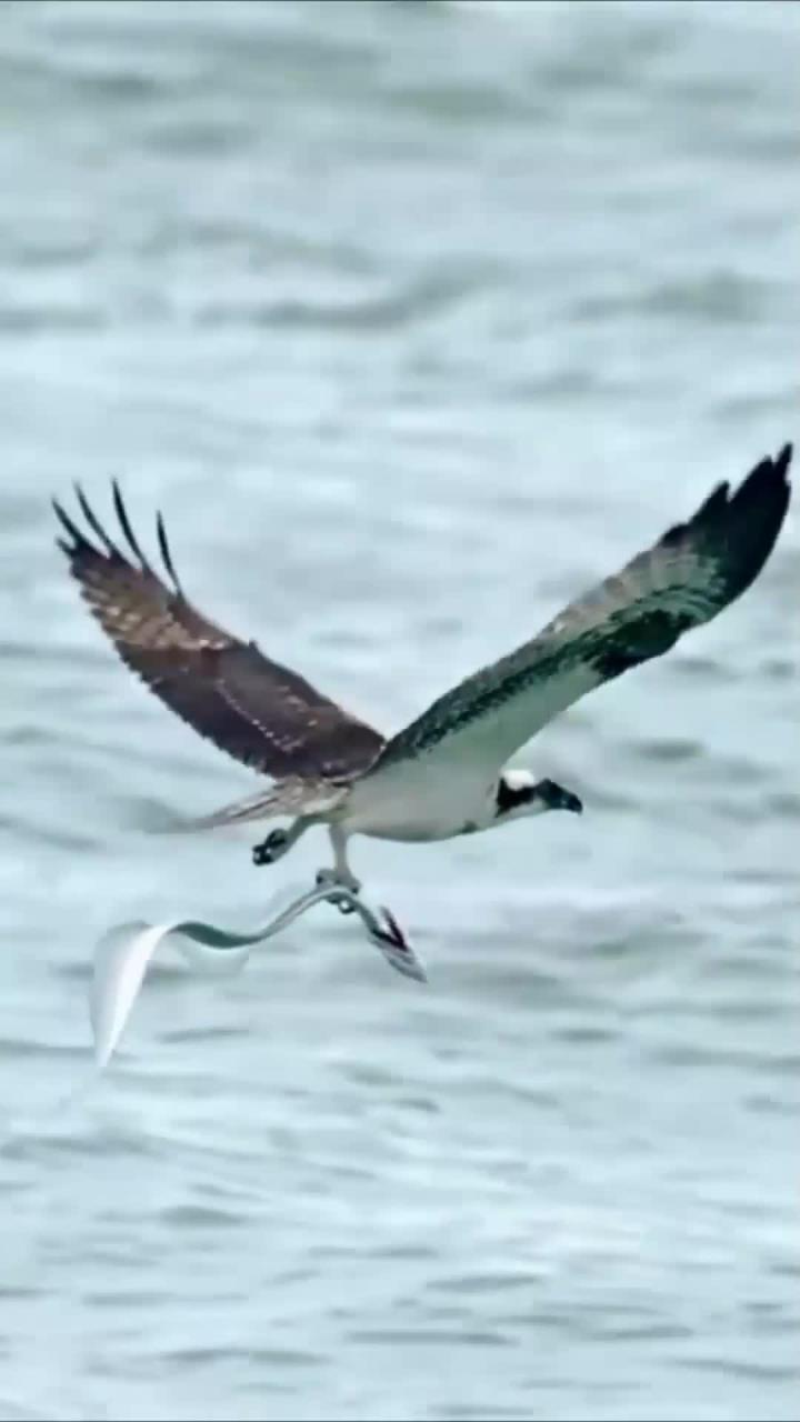 鱼鹰苹果版(鱼鹰app下载)-第4张图片-QuickQ官网