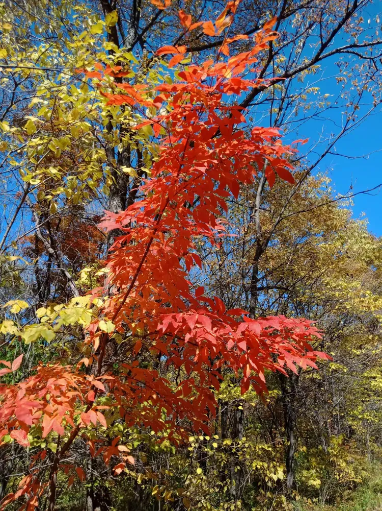 枫叶浏览器手机版下载(枫叶浏览器手机版下载官网)-第2张图片-QuickQ官网