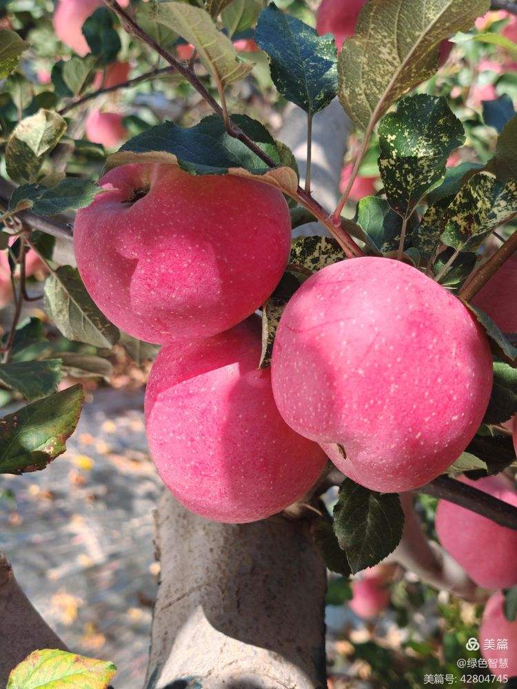 苹果版美编(下载美编app华为版)-第5张图片-QuickQ官网